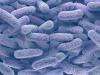 Enterobacteriaceae