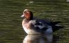 Eurasian wigeon