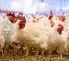Farm chicken flock