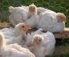 Farm chickens