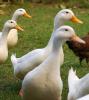 Farm ducks