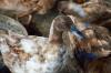Farm duck