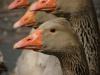 Farm geese
