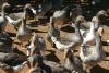 Farm geese