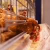Farm hens