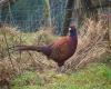 Farm pheasant