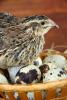 Farm quail