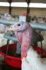Turkey in barn