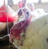 Farm turkey