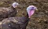 Farm turkey