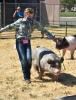 Farmer and pigs at fair