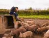 Farmer with pigs