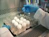An FDA laboratory worker injects an influenza virus into an egg.  