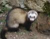 Closeup of a ferret