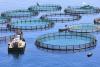 Fish farm