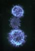 MERS-CoV micrograph