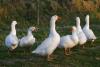 White farm geese