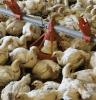 Flock of young broiler chickens