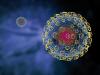 Influenza virus