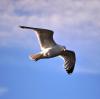 Flying gull