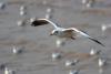 flying seagulls