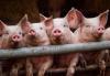 four little pigs