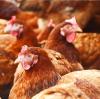 Free-range chickens