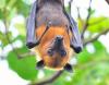 fruitbat