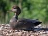 Gadwall duck