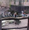 German zoo birds
