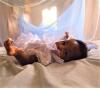 Baby under mosquito bed net