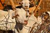 Goat farm
