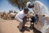 Goat receiving medical care