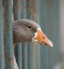 Goose in cage