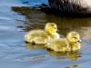 Goslings