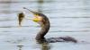 Great cormorant