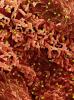 Green monkeypox viruses infecting red cells