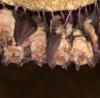 Group of sleeping bats