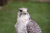 Gyrfalcon