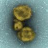 Colorized image of H7N9 virus