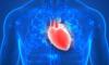 Heart illustration
