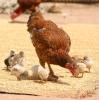 Hen with chicks