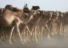 Camel herd