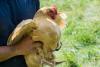 Holding a chicken
