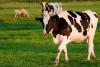 Holstein cattle