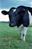 Dairy cow
