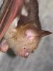 Horseshoe bat