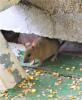 House mouse
