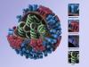 Influenza virus