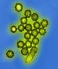 Influenza viruses